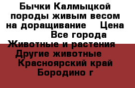 Бычки Калмыцкой породы живым весом на доращивание. › Цена ­ 135 - Все города Животные и растения » Другие животные   . Красноярский край,Бородино г.